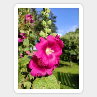 Hollyhock Heaven Magnet